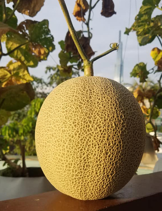 vuon dua mai nha triu qua cua ky su sai gon