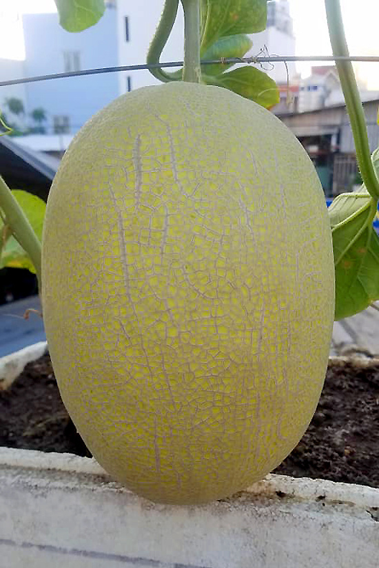 vuon dua mai nha triu qua cua ky su sai gon