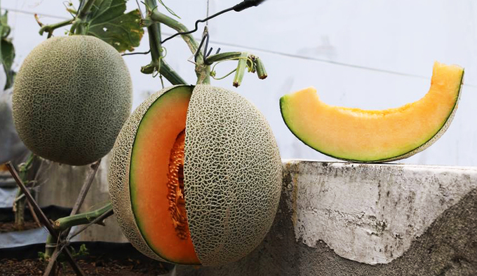 vuon dua mai nha triu qua cua ky su sai gon