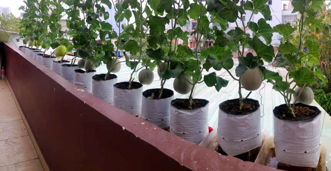 vuon dua mai nha triu qua cua ky su sai gon