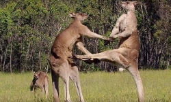 thanh nien bi nghi tan sat 20 con kangaroo