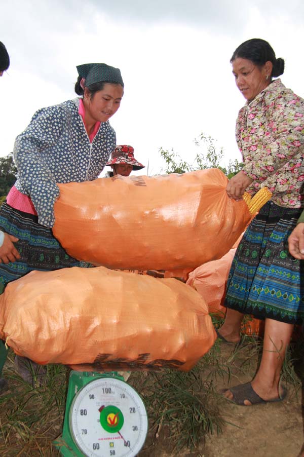 10kg ngo khong mua noi 1 bat pho nong dan son la dieu dung