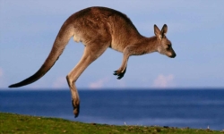 thanh nien bi nghi tan sat 20 con kangaroo