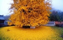 Thảm lá vàng đẹp đến nao lòng dưới gốc cây ngân hạnh nghìn năm tuổi thu hút tới 70.000 du khách/ngày