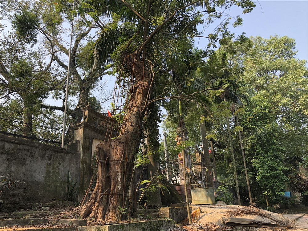 cay sua tram ti o ha noi gio lieu ban duoc bao nhieu