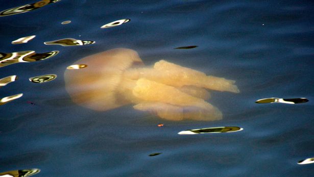 sinh vat giong mai toc cua ong trump troi dat vao bo bien uc