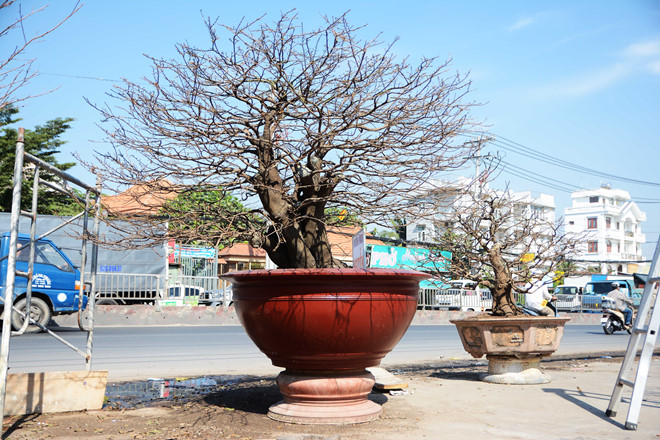 choang voi vuon mai bac ti cho nguoi sai gon thue de chung tet