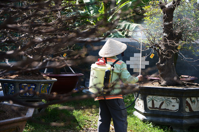 choang voi vuon mai bac ti cho nguoi sai gon thue de chung tet