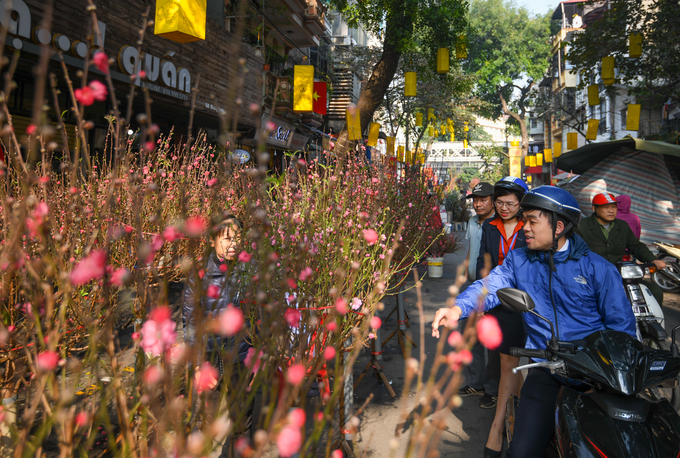 ghe cho hoa ha noi chi hop mot lan trong nam vao dip tet