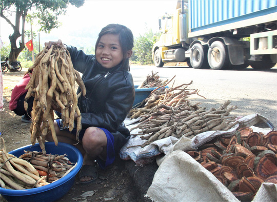 bang rung tim sam nui ban tet