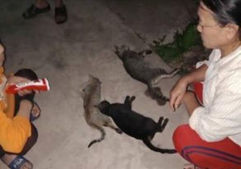 nam dinh hang tram con meo bong lan dung ra chet