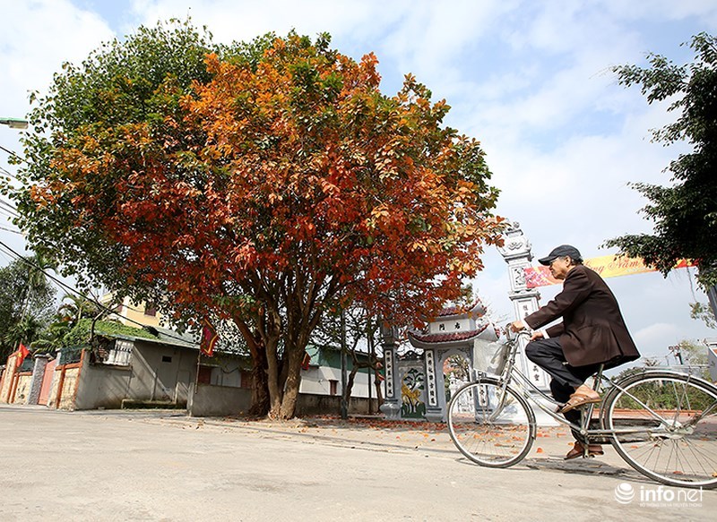 quy co ha thanh xung xinh vay ao hien ngang giua pho chup anh la vang