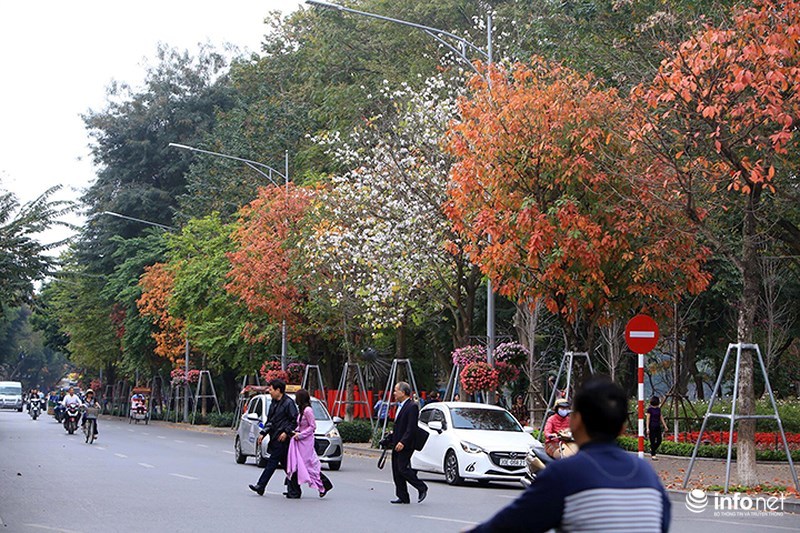 quy co ha thanh xung xinh vay ao hien ngang giua pho chup anh la vang