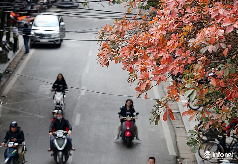 quy co ha thanh xung xinh vay ao hien ngang giua pho chup anh la vang