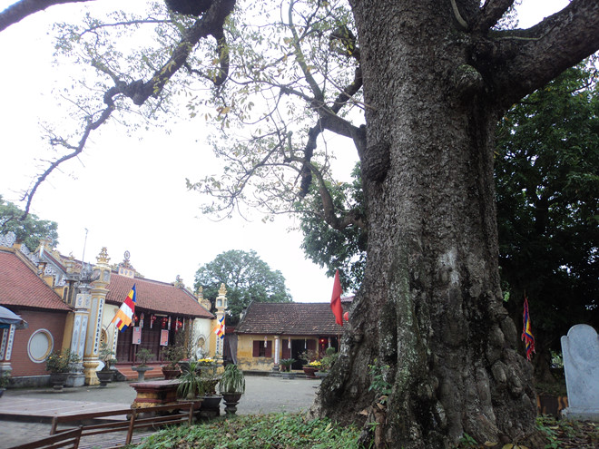 den chua chu dau phai trung tam thuong mai