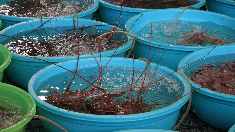 nguoi sai gon lac buoc trong thien duong hai san co khung gia binh dan