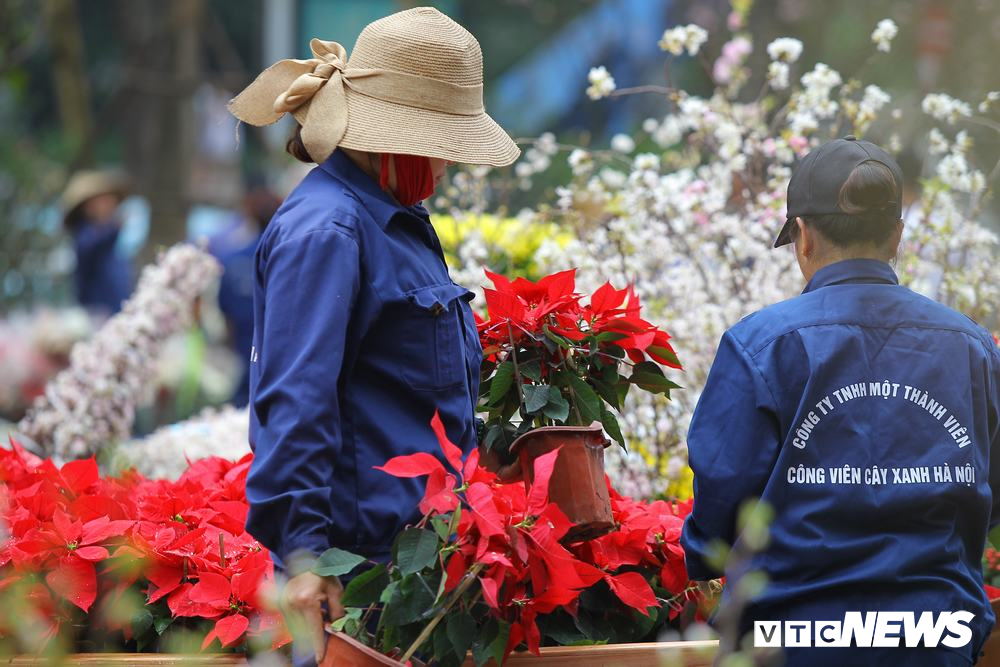 anh 40000 canh hoa anh dao chuyen tu nhat ban toi ha noi