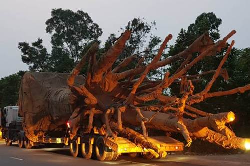 Cây khủng vi vu trên quốc lộ: Cục CSGT thông tin chính thức cay khung vi vu tren quoc lo cuc csgt thong tin chinh thuc