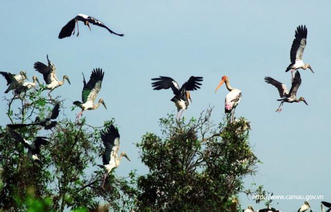 ve ca mau nhat dinh phai cham tay vao cot moc cuc nam cua to quoc