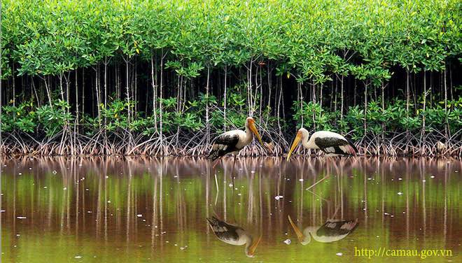 ve ca mau nhat dinh phai cham tay vao cot moc cuc nam cua to quoc