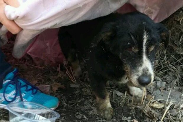 hom truoc dem cho chet di chon hom sau soc thay cho len mang tim chu