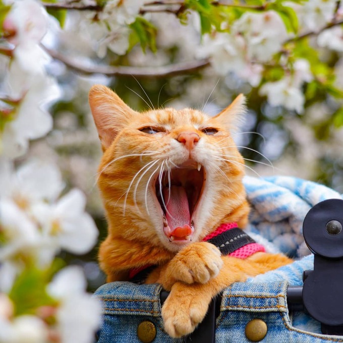 doi meo ve mat chan chuong ngao du hon 1000 dia diem o nhat