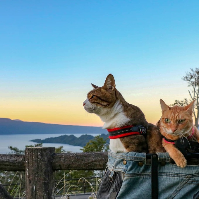 doi meo ve mat chan chuong ngao du hon 1000 dia diem o nhat