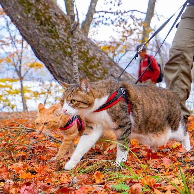 doi meo ve mat chan chuong ngao du hon 1000 dia diem o nhat