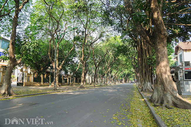 anh mua la sau nhuom vang tren con duong lang man nhat ha noi