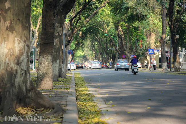 anh mua la sau nhuom vang tren con duong lang man nhat ha noi