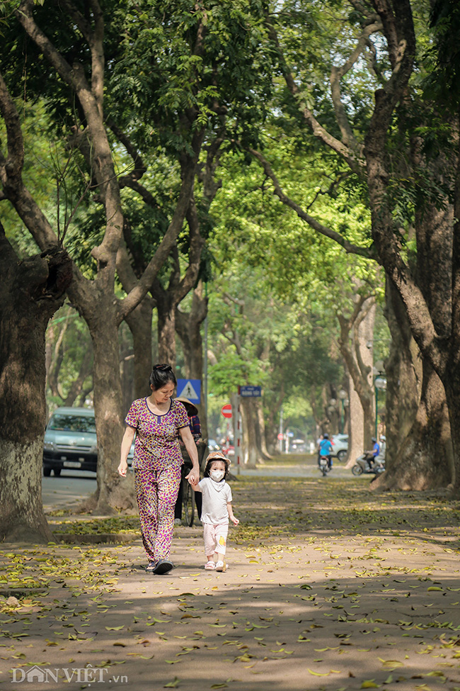 anh mua la sau nhuom vang tren con duong lang man nhat ha noi