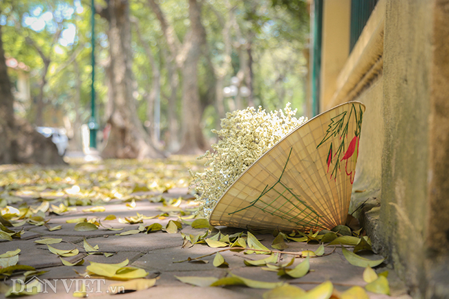 anh mua la sau nhuom vang tren con duong lang man nhat ha noi