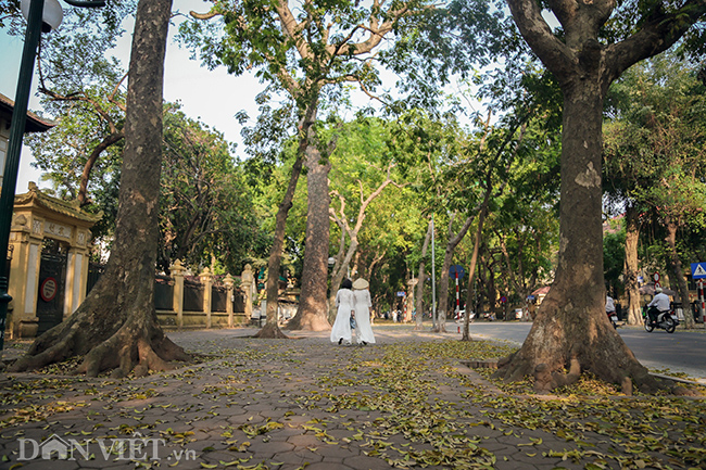 anh mua la sau nhuom vang tren con duong lang man nhat ha noi