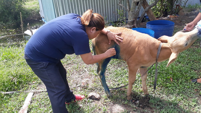 ky la bo 6 chan chay nuoc mat khi xa me biet gian chu vi lam dau