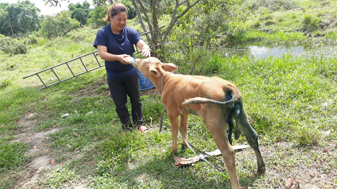 ky la bo 6 chan chay nuoc mat khi xa me biet gian chu vi lam dau