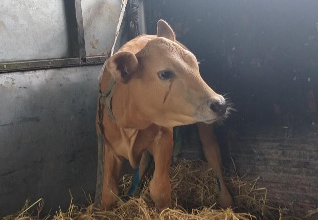 ky la bo 6 chan chay nuoc mat khi xa me biet gian chu vi lam dau