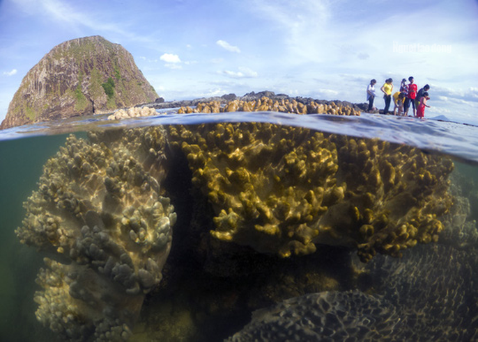 Ngỡ ngàng trước vẻ đẹp của vườn hoa san hô lộ thiên ở Phú Yên ngo ngang truoc ve dep cua vuon hoa san ho lo thien o phu yen