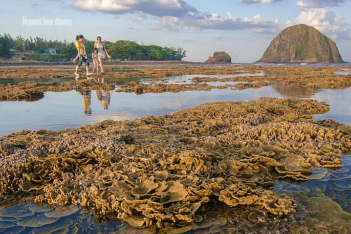 Ngỡ ngàng trước vẻ đẹp của vườn hoa san hô lộ thiên ở Phú Yên ngo ngang truoc ve dep cua vuon hoa san ho lo thien o phu yen
