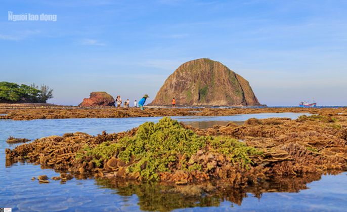 Ngỡ ngàng trước vẻ đẹp của vườn hoa san hô lộ thiên ở Phú Yên ngo ngang truoc ve dep cua vuon hoa san ho lo thien o phu yen