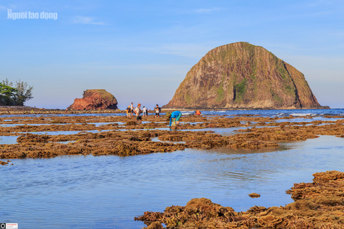 Ngỡ ngàng trước vẻ đẹp của vườn hoa san hô lộ thiên ở Phú Yên ngo ngang truoc ve dep cua vuon hoa san ho lo thien o phu yen