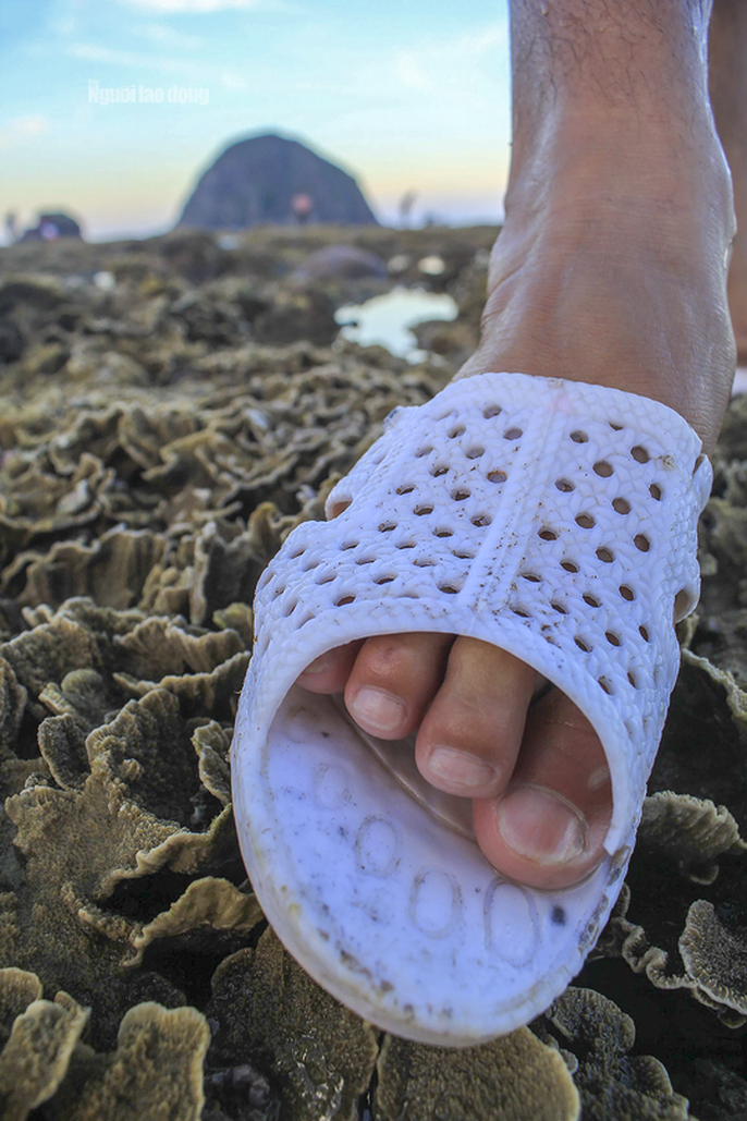 Ngỡ ngàng trước vẻ đẹp của vườn hoa san hô lộ thiên ở Phú Yên ngo ngang truoc ve dep cua vuon hoa san ho lo thien o phu yen