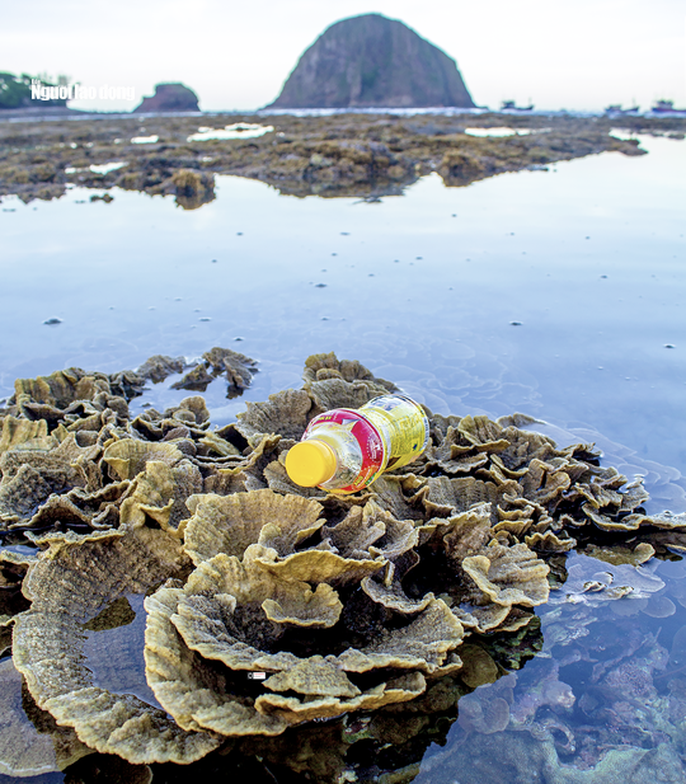 Ngỡ ngàng trước vẻ đẹp của vườn hoa san hô lộ thiên ở Phú Yên ngo ngang truoc ve dep cua vuon hoa san ho lo thien o phu yen