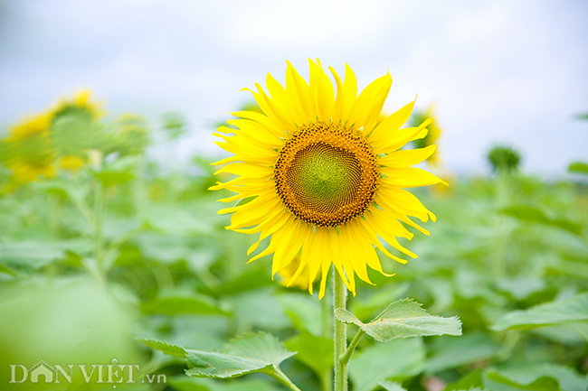 ẢNH: Đồng hoa hướng dương tuyệt đẹp ở ngoại thành Hà Nội anh dong hoa huong duong tuyet dep o ngoai thanh ha noi
