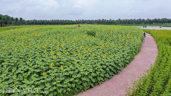 ẢNH: Đồng hoa hướng dương tuyệt đẹp ở ngoại thành Hà Nội anh dong hoa huong duong tuyet dep o ngoai thanh ha noi