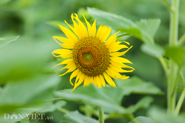 ẢNH: Đồng hoa hướng dương tuyệt đẹp ở ngoại thành Hà Nội anh dong hoa huong duong tuyet dep o ngoai thanh ha noi