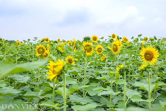 ẢNH: Đồng hoa hướng dương tuyệt đẹp ở ngoại thành Hà Nội anh dong hoa huong duong tuyet dep o ngoai thanh ha noi
