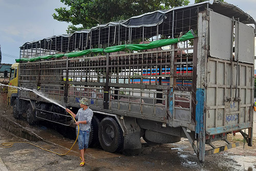 xe tai cho lon mac dich ta chau phi ban dao 2 ngay o quang nam