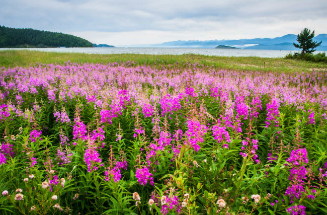 kham pha ho baikal hon ngoc vung siberia