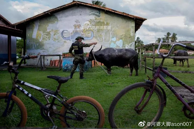 chuyen la thu vi quan canh brazil cuoi trau de tuan tra