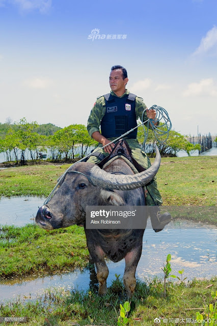 chuyen la thu vi quan canh brazil cuoi trau de tuan tra